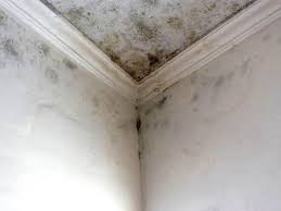  Kingsland, GA Mold Prevention & Removal Pros